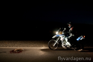 Roadkill