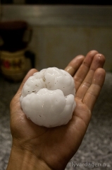 Hjärninspektions-hagel